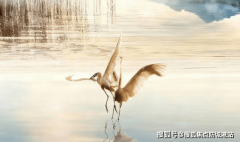 提前预定看房更购房优惠